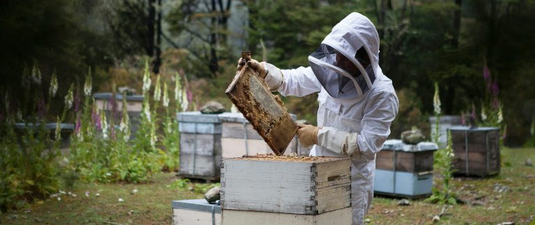 The Role of Bees in Pollination