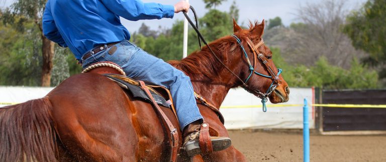 Why Healthy Diet Is Important For Horse
