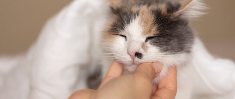 9 of the best pets for families with kids