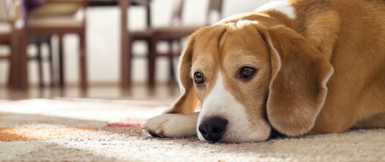 A recipe for dog biscuits suitable for the holidays