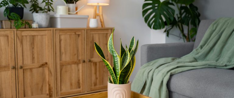 Cozy Living Room for Your House