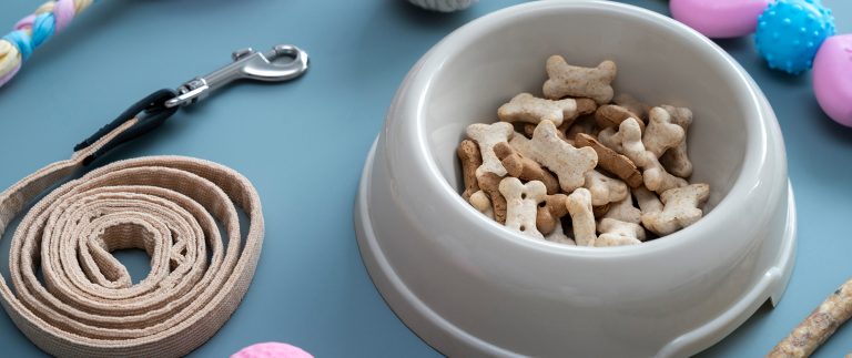 How to choose the right kennels for Dogs?